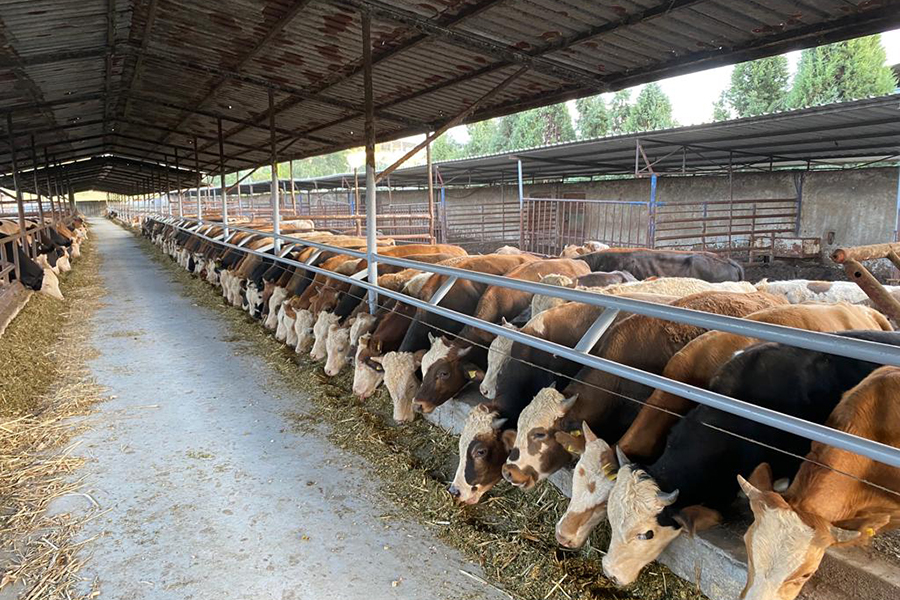Büyükbaş Kurbanlık Sakarya Büyükbaş Kurbanlık Sakarya