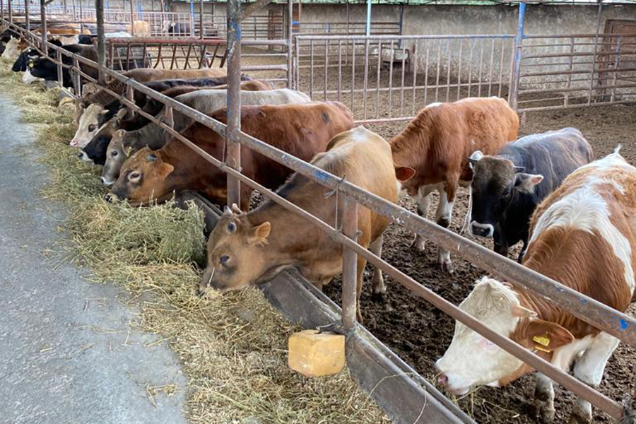 Büyükbaş Kurbanlık Sakarya Büyükbaş Kurbanlık Sakarya