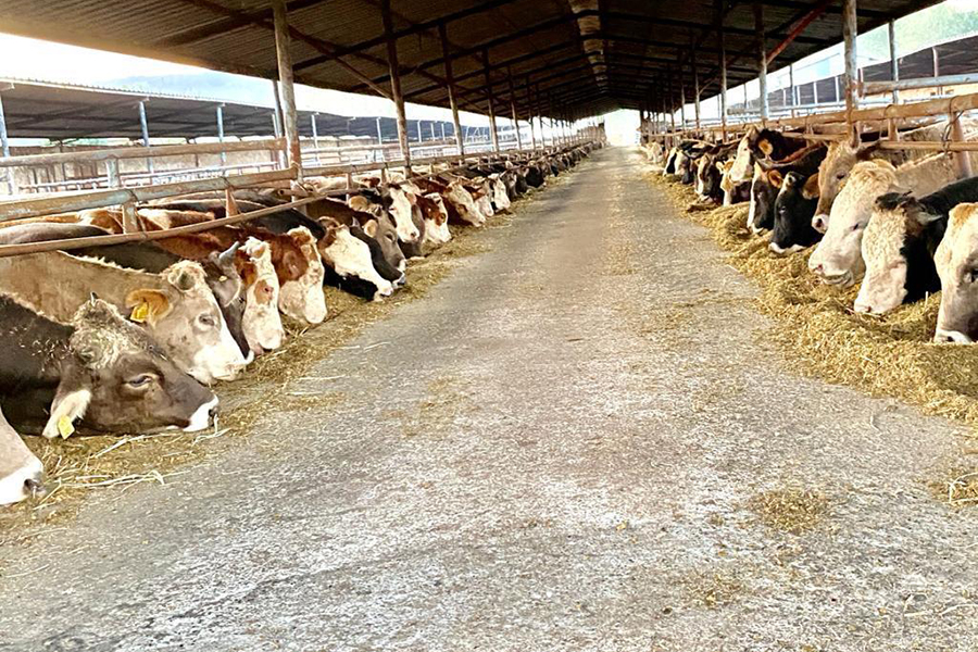 Büyükbaş Kurbanlık Sakarya Büyükbaş Kurbanlık Sakarya